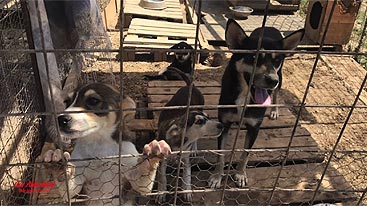 Proyecto de perros en Rumania