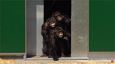 New enclosure for laboratory monkeys